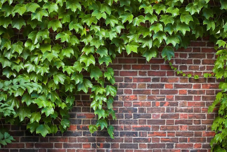 Everything You Want to Know About English Ivies Iran