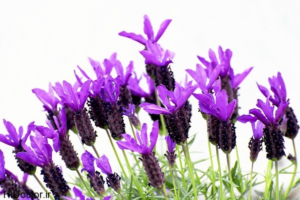 Lavender01.jpg